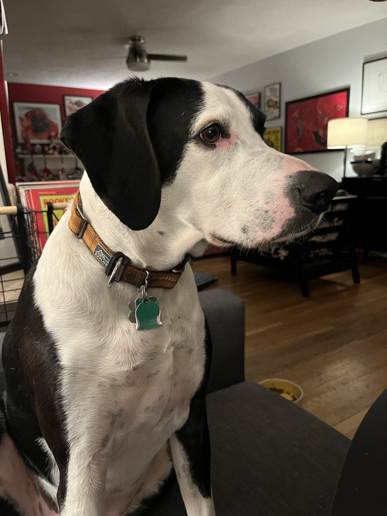 Otis, a hound/terrier mix, looks off to the right towards the kitchen from the dining room banquette. 